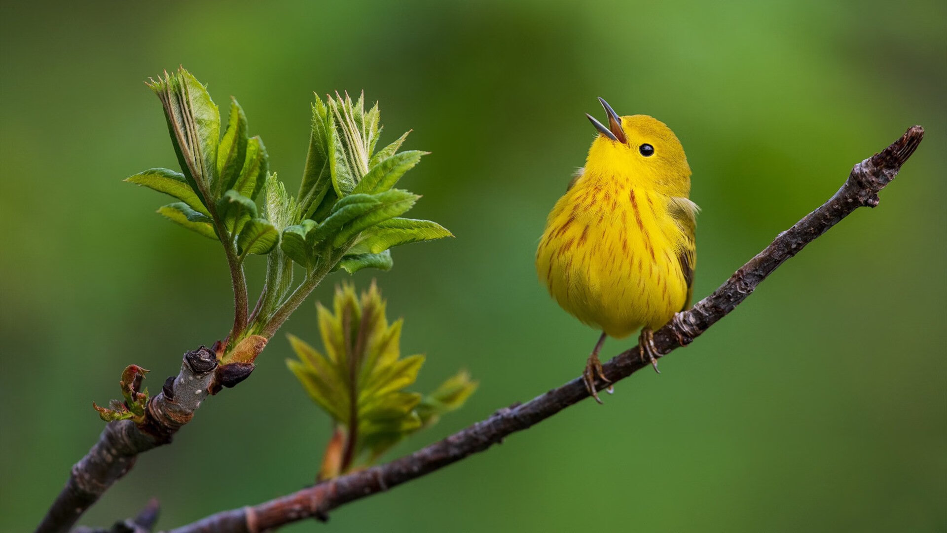 中国男篮再度出征力争亚洲之巅，中国男篮再度出征力争亚洲之巅是哪一年