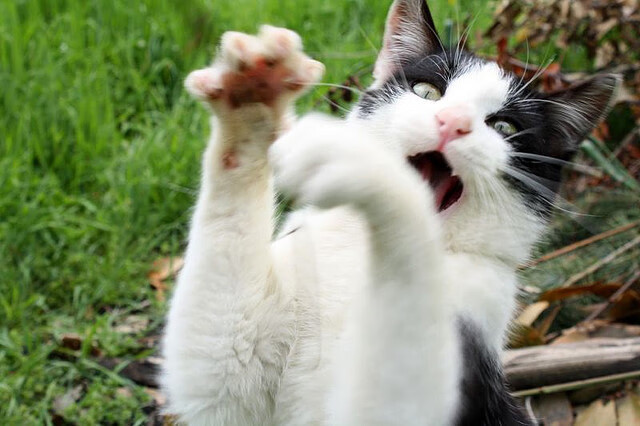 英超裁判在语义模糊环境下的判罚一致性变化分析，英超裁判组