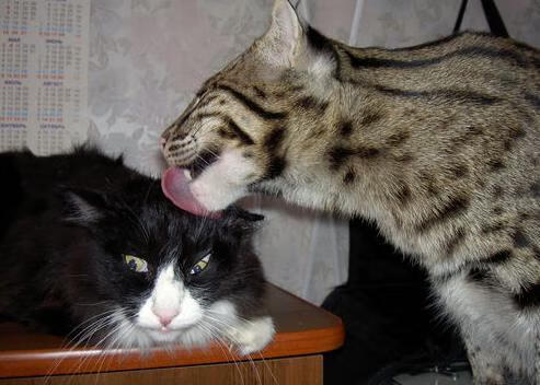 中美蝶泳选手分段速度变化对比图,蝶泳 比赛